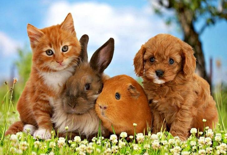 مراکز درمانی حیوانات خانگی